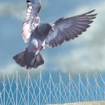 bird-spikes-with-pigeon