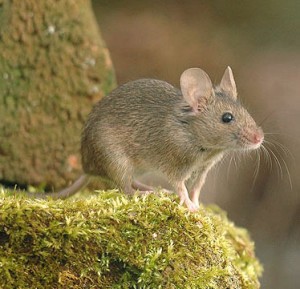 Pest Control 