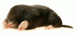 Mole Control