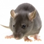 Rat Control 