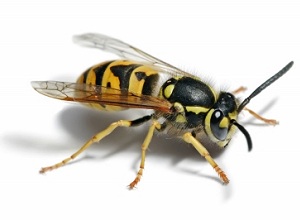 Wasp nest Removal Basildon